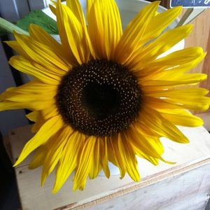 Meet your Posher, Linda